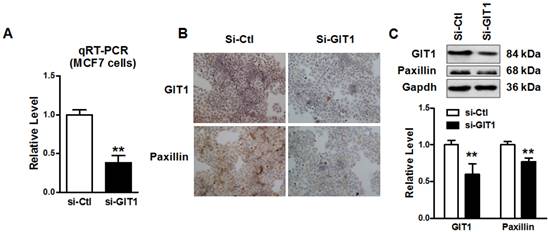 J Cancer Image