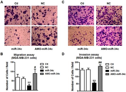 J Cancer Image