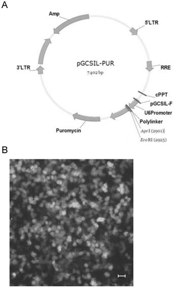 J Cancer Image