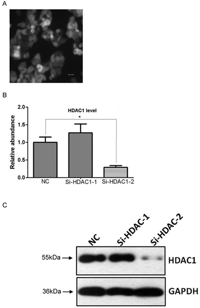 J Cancer Image