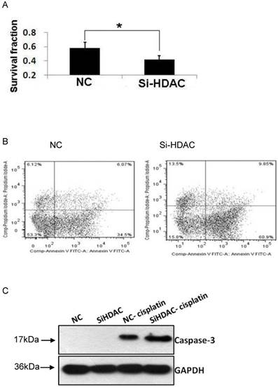 J Cancer Image