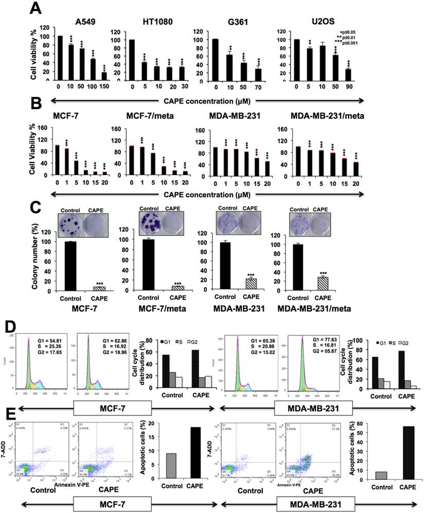 J Cancer Image