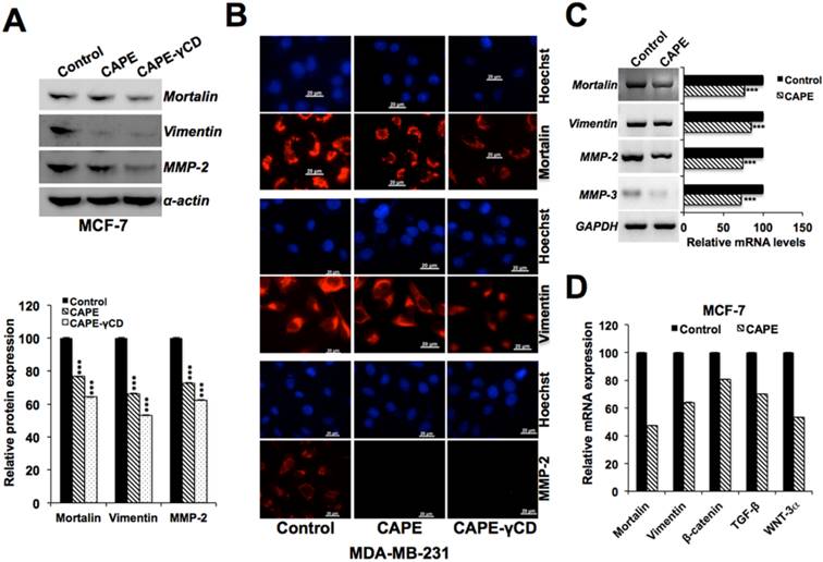 J Cancer Image