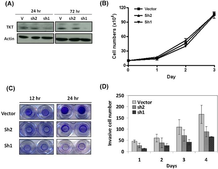 J Cancer Image