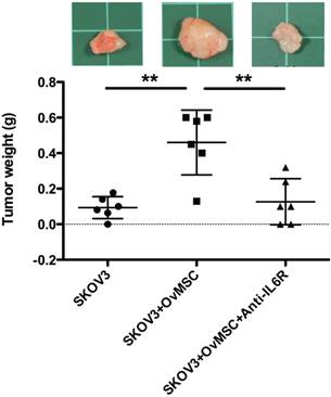 J Cancer Image