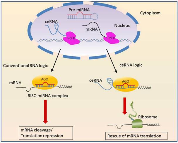 J Cancer Image