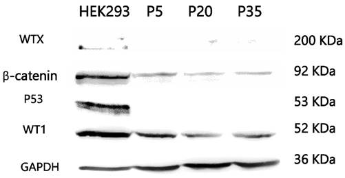 J Cancer Image