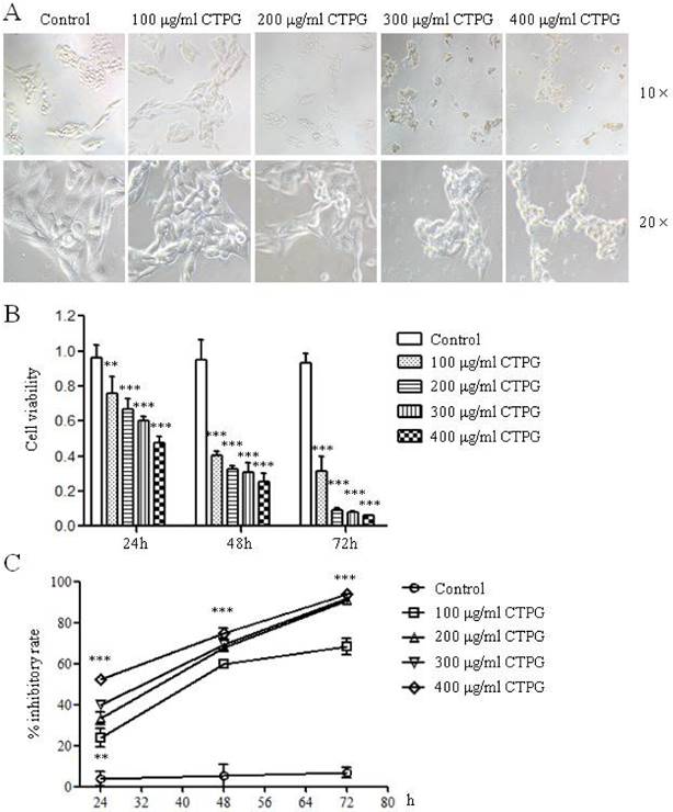 J Cancer Image