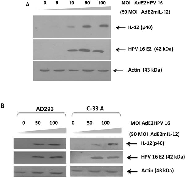 J Cancer Image