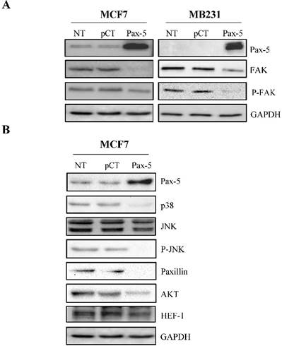 J Cancer Image