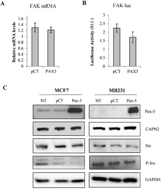 J Cancer Image