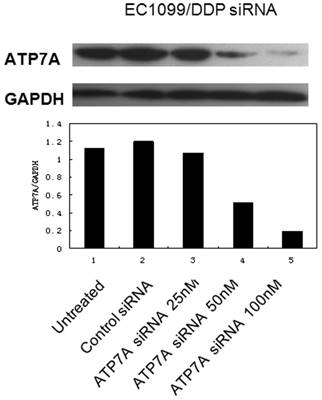 J Cancer Image