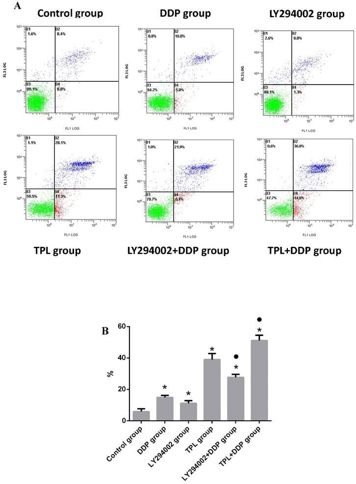 J Cancer Image