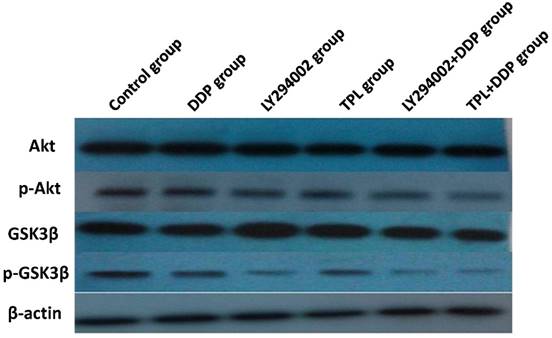 J Cancer Image