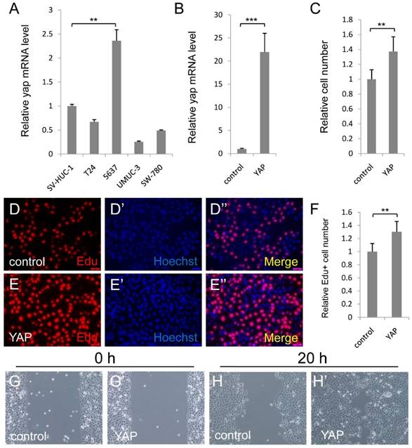 J Cancer Image