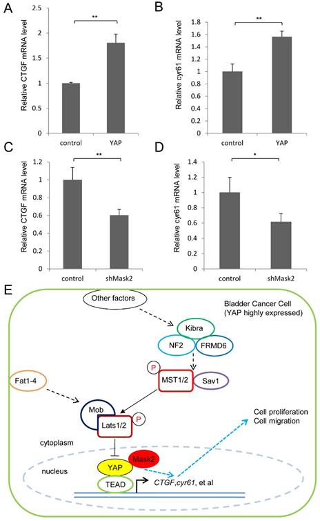 J Cancer Image