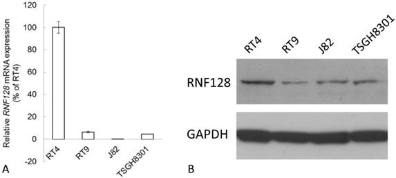 J Cancer Image