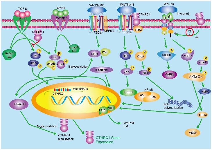 J Cancer Image