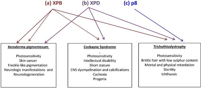 J Cancer Image