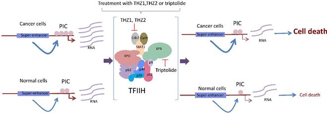 J Cancer Image