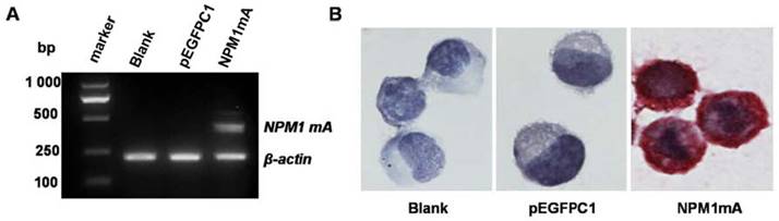 J Cancer Image