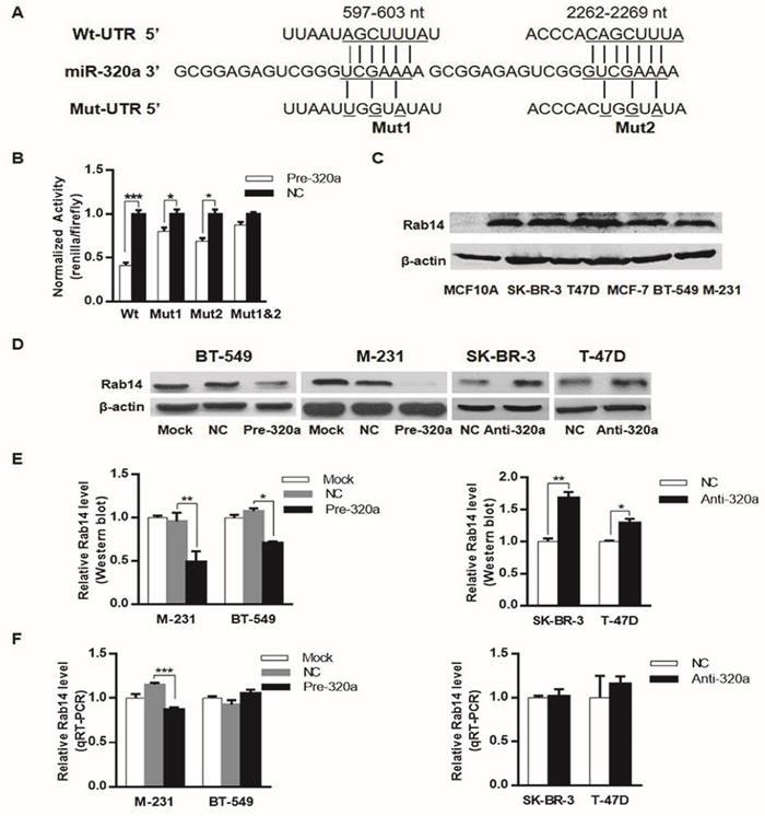 J Cancer Image