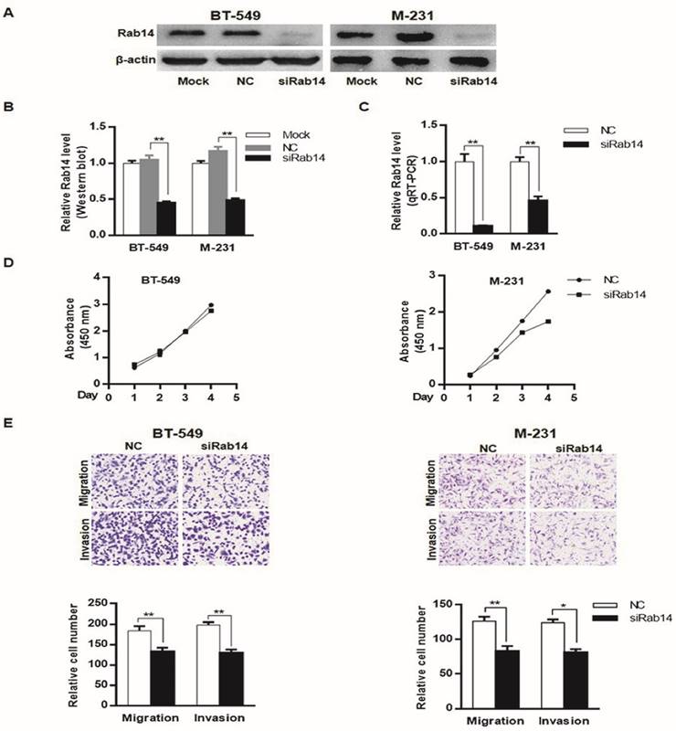 J Cancer Image