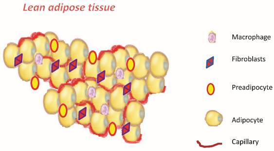 J Cancer Image