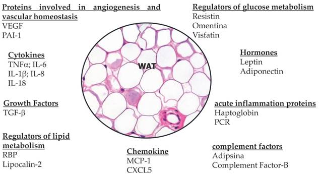 J Cancer Image