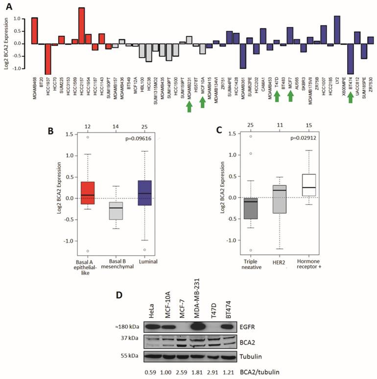 J Cancer Image