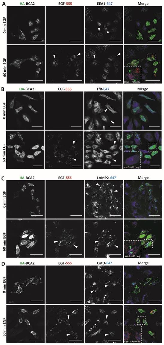 J Cancer Image