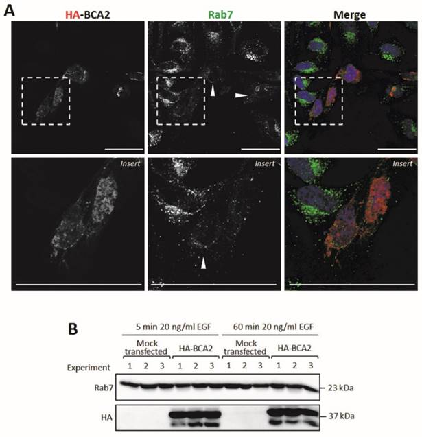 J Cancer Image