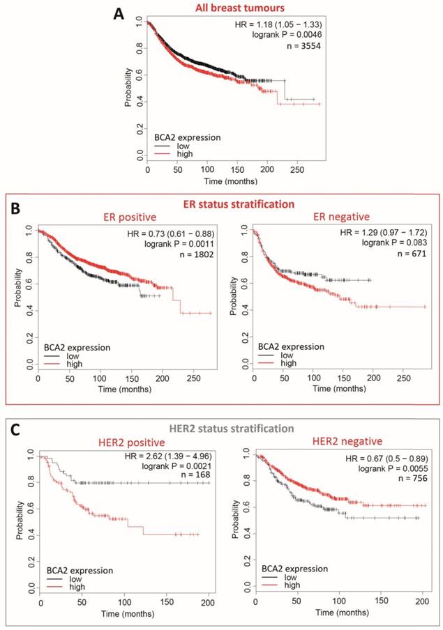 J Cancer Image