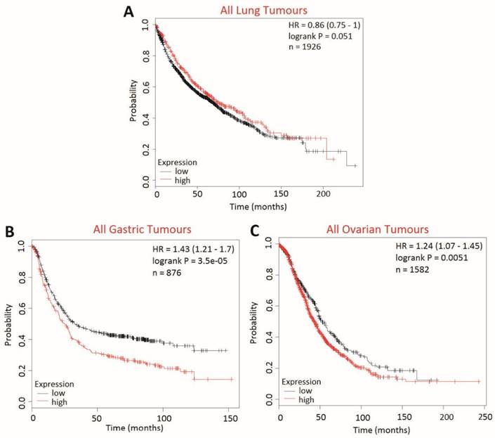 J Cancer Image