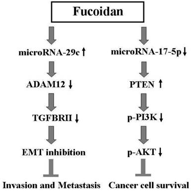 J Cancer Image