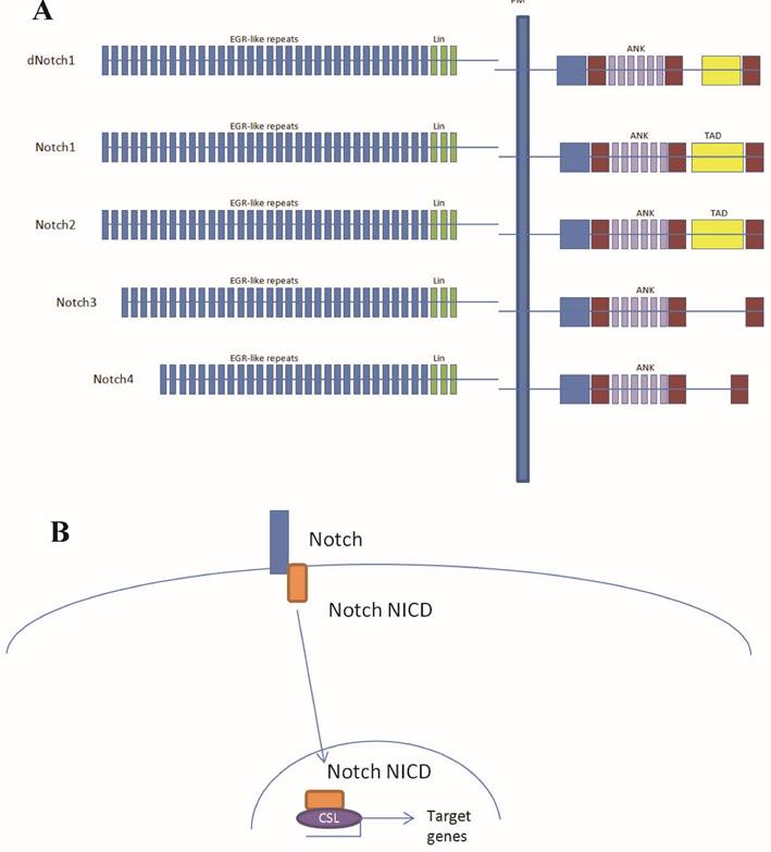 J Cancer Image