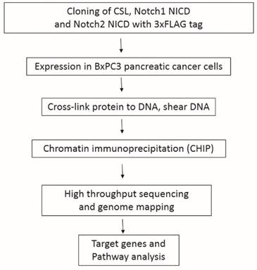 J Cancer Image