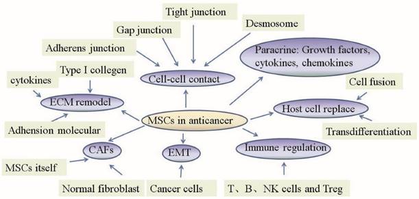 J Cancer Image