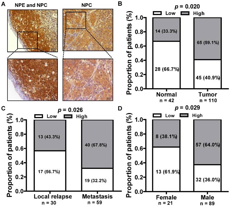 J Cancer Image