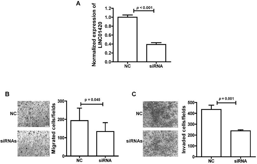 J Cancer Image