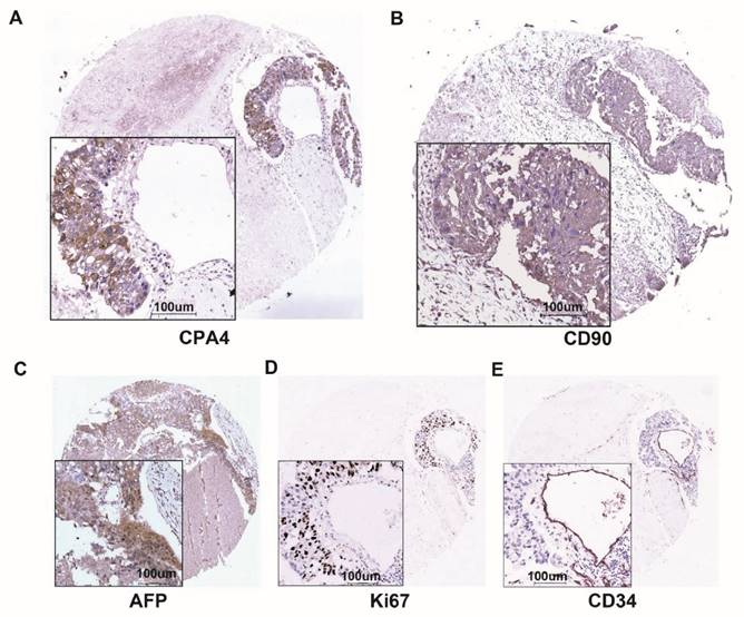 J Cancer Image