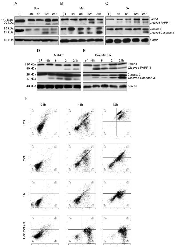 J Cancer Image