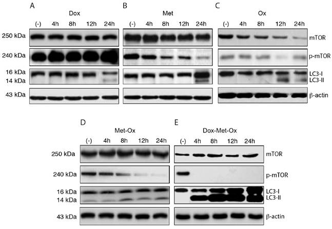 J Cancer Image