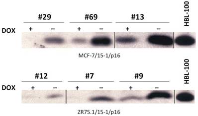 J Cancer Image