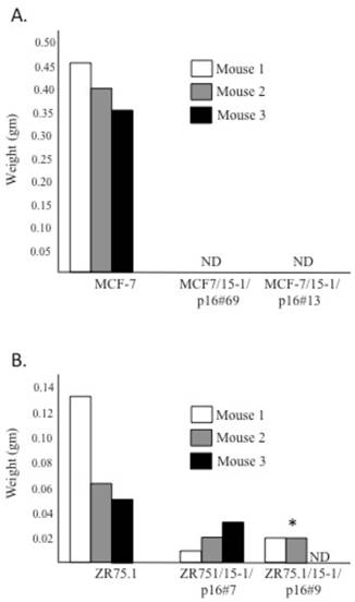 J Cancer Image