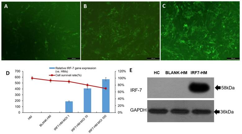 J Cancer Image