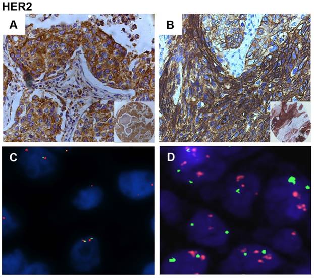 J Cancer Image