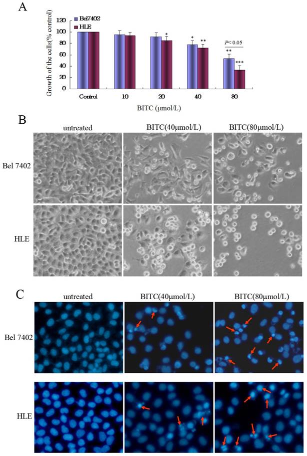 J Cancer Image