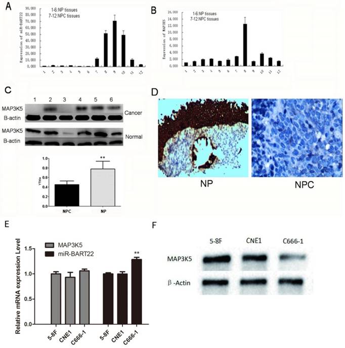 J Cancer Image