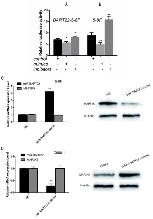 J Cancer Image